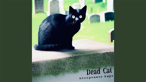Dead Cat Youtube