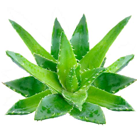Aloe Vera Gel And Aloe Vera Juice Benefits Side Effects And Dangers