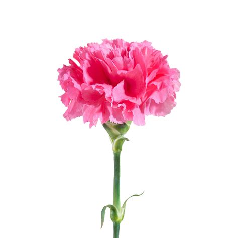 Pink Carnation Flowers Meaning Pin De Love Repaircom En Clavel