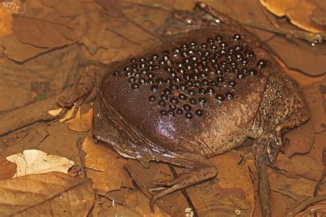 Pin On Surinam Toads