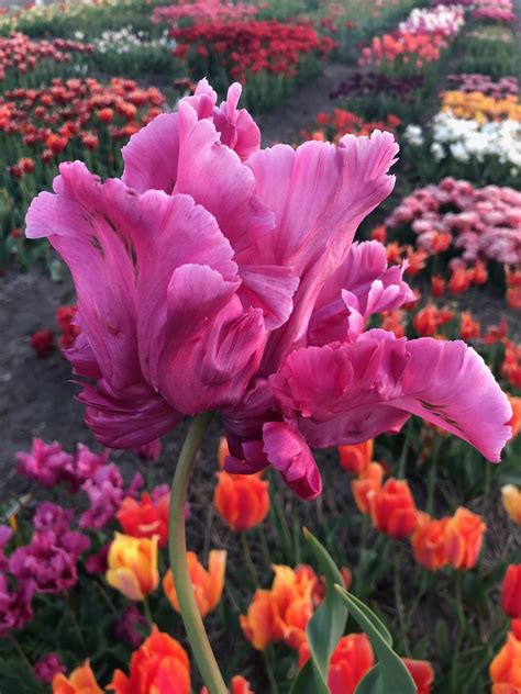 We would like to show you a description here but the site won't allow us. Tulipbulbs Victoria Secret Pink - very large and exclusive ...