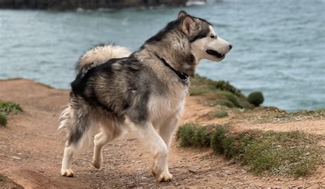 Alaskan Malamute Guide Exercise Needs Stories And Tips Borrowmydoggy