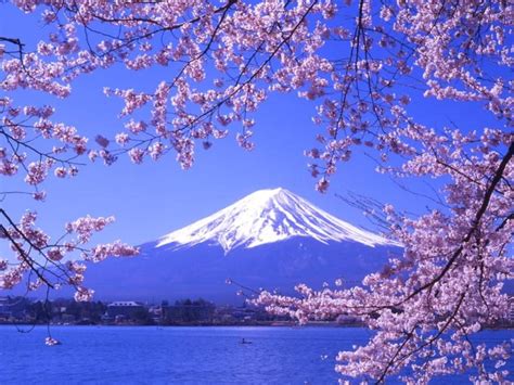 Cherry Blossoms And Mount Fujijapan Fujisan Mt Fuji And Sakura