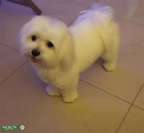 Maltese Stud Stud Dog In Miami United States Breed Your Dog