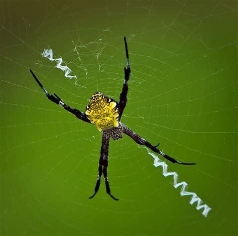 It is simple inflate just use a pump to inflate the palm tree, there are 2 holes for water and air, you can fill some water into the base to make the jumbo coconut tree. Hawaiian Garden Spider | Flickr - Photo Sharing!
