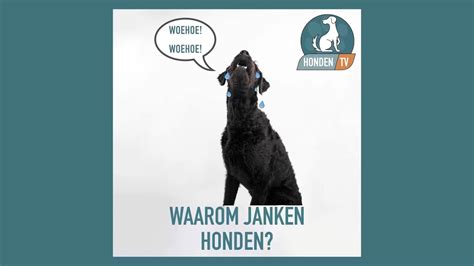 Waarom Janken Honden YouTube
