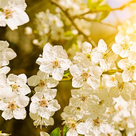 Beautifully Blossoming Tree Branch Cherry Sakura And Sun With A