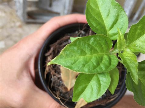 Furthermore, the spike has no leaves growing on it and is easy to identify. Edge of leaf turning brown and new leaves light-coloured ...