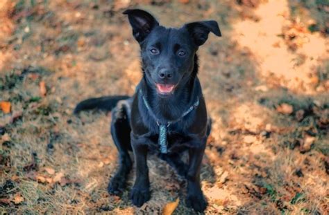 German Shepherd Lab Mix Complete Breed Info 10 Things You Must Know