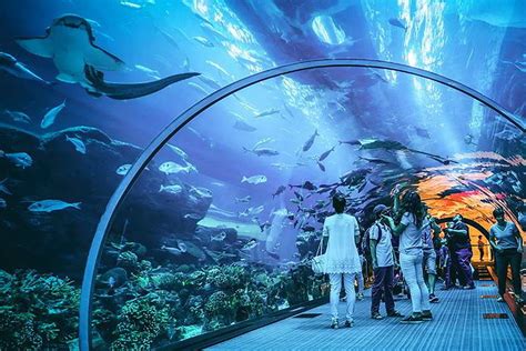 Dubai Aquarium Opening Times Prices Tickets