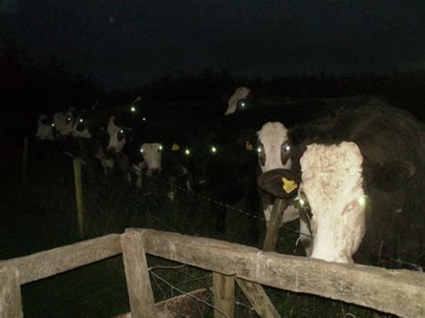 Cows At Night Look Scary 20 Pics