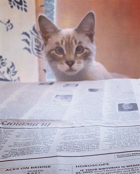 Select an animal spirit reading from those listed and see what your spirit says about you. What does my horoscope say today human? #Fergus # ...