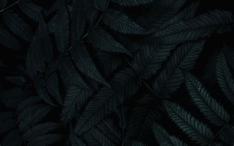 Download Wallpaper 3840x2400 Leaves Dark Plant Carved Bush 4k Ultra