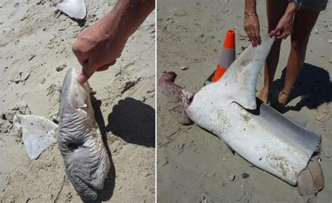 Mutilated Tiger Sharks Wash Up On Port Beach In North Fremantle The