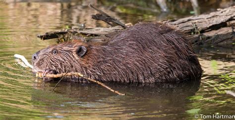Beaver At Amico Island Nj V Tom Hartman Flickr