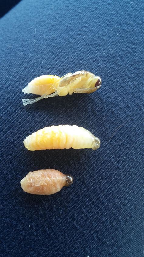 3 Stages Of Wasp Larvae Rpics