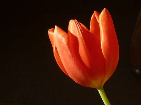 Fotos Gratis Naturaleza Flor Pétalo Florecer Tulipán Primavera