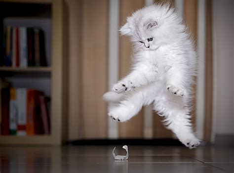 Funny Cat Jumping 26 Free Wallpaper