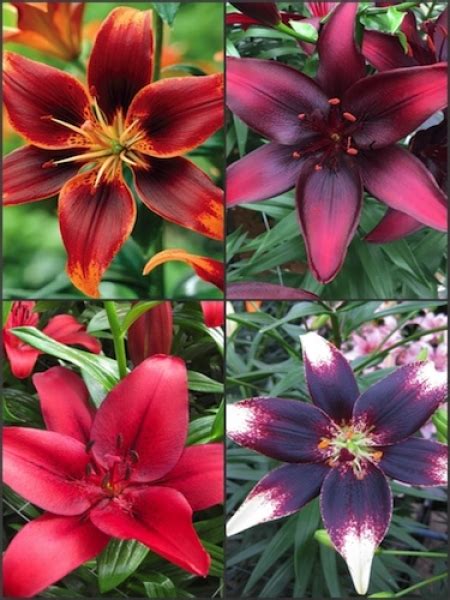 Buy Lily Bulbs Asiatic Lily Bulb Collection Pack Of 12 Bulbs From