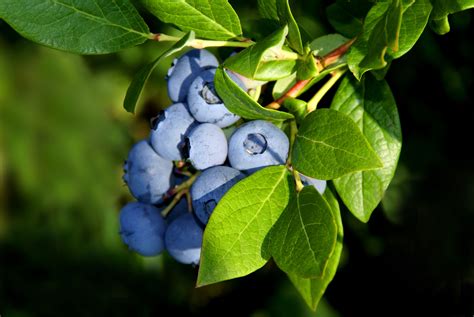 How To Grow Blueberries Your Go To Guide For Plant Care