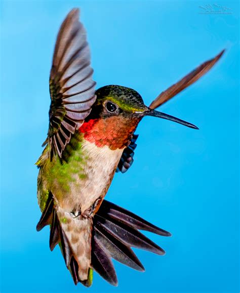 Hummingbird Photography A 6 Step Guide With Hummingbird Photo Tips