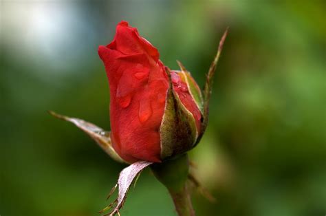 Red Rose Bud With Dew Free Stock Photo Public Domain Pictures