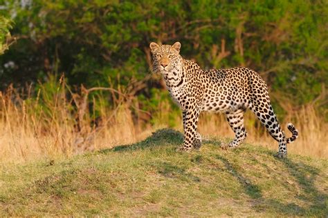 African Leopard Standing On A Hill • Anette Mossbacher Photography