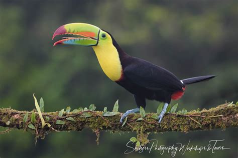Keel Billed Toucan In Costa Rica Shetzers Photography