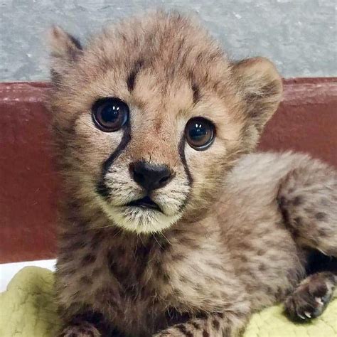 Baby Zoo Animals Baby Cheetahs Cute Baby Animals