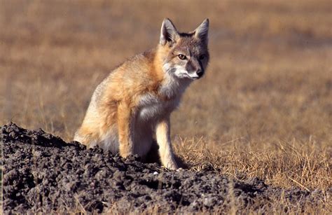 Adw Vulpes Velox Information