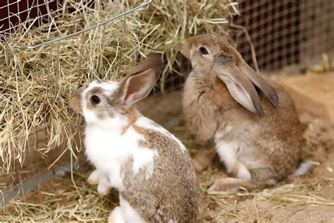 3 Most Common Places Do Rabbits Live