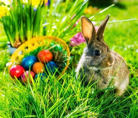 10+ imagini adorabile cu iepuri care te pot convinge sa vrei unul ca animal de companie. paste imagini: Animale de paste