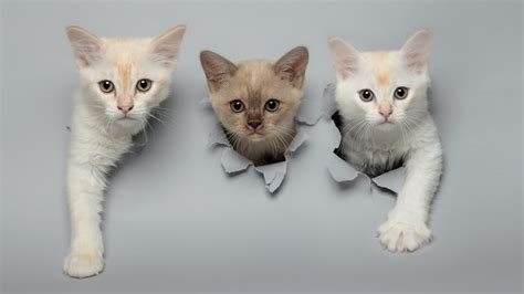Cute Cat Picture Poking Through Paper Wins Scottish Photography Pair