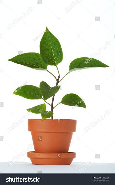 Baby Plant In Small Flower Pot Isolated On White Background Space For