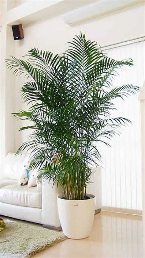 43 Luxury Indoor Plants Ideas For Living Room To Make Your Home More