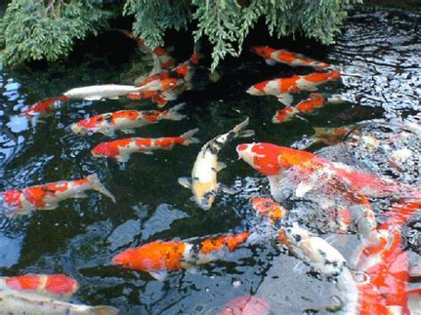 Kolam yang digunakan untuk memelihara ikan koi ataupun ikan lainnya harus dilengkapi filter agar kolam tetap bersih dan air selalu jernih. Contoh Desain Kolam Ikan Mas Koi Minimalis ~ SEMUA ADA ...