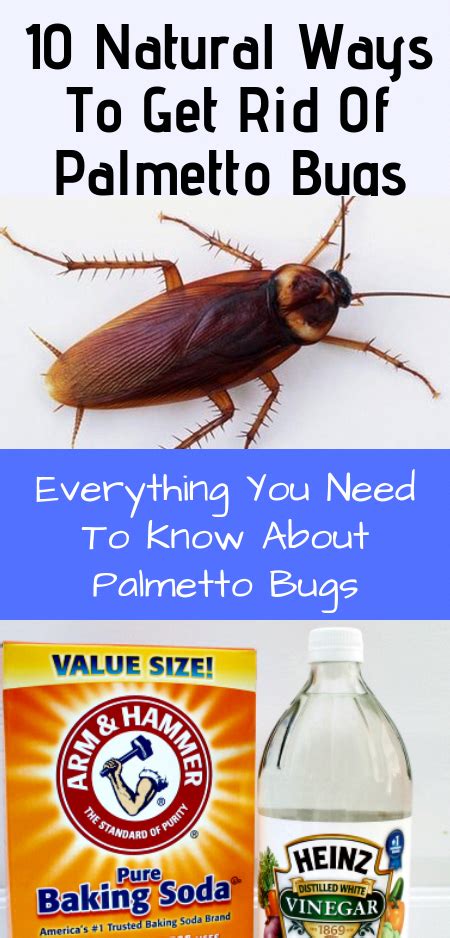 10 Natural Ways To Get Rid Of Palmetto Bugs Everything You Need To