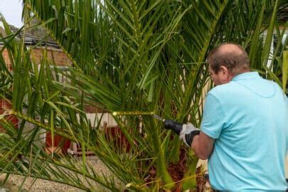 How To Trim And Prune A Palm Tree Cropping