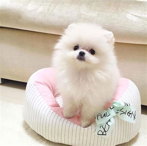 14 Pomeranian Puppies Who Are Too Cute To Be Real Page 2 Of 3