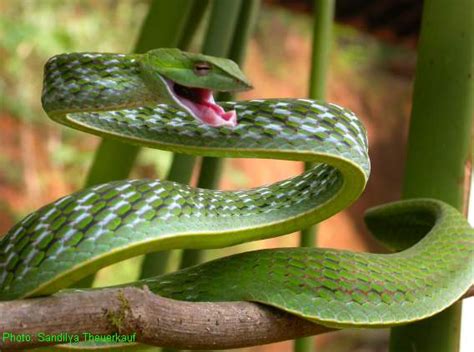 World Most Amazing Snakes In Photos All Amazing