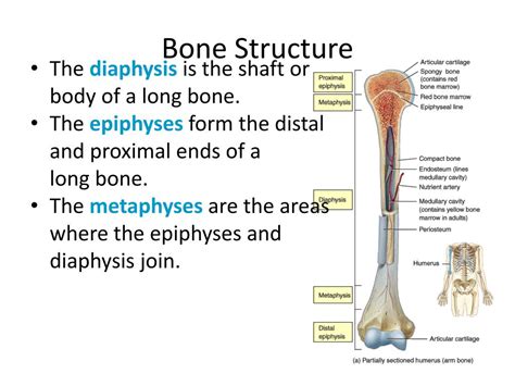 Long Bone Structure Model 6 3 Bone Structure Anatomy Physiology