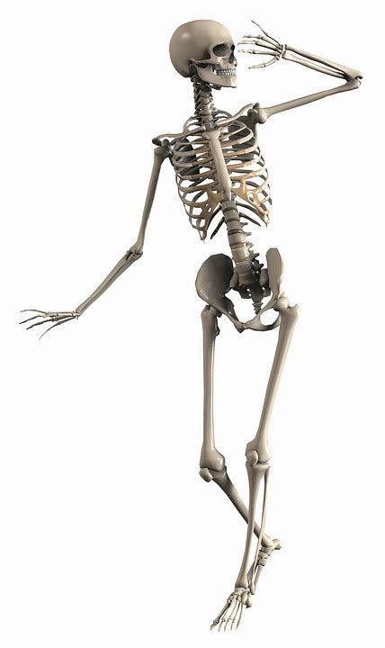 Skeleton Female Endoskeleton Free Image On Pixabay