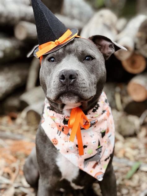 The 70 Greatest Pit Bull Halloween Costumes Ever Page 4