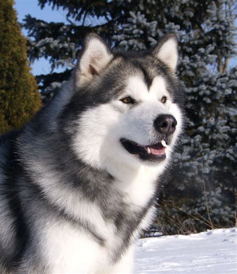 Malamute Alaskan Malamute Puppies Alaskan Malamute Malamute