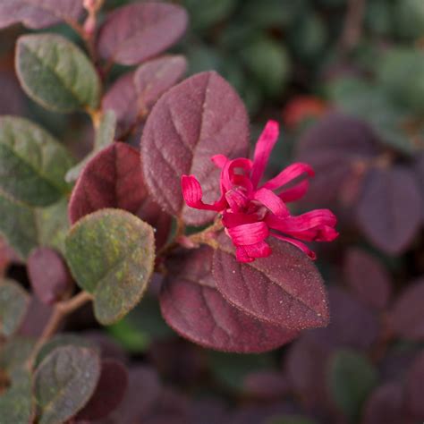 Dwarf Crimson Fire Loropetalum Shrub Shrubs Foliage Bloom