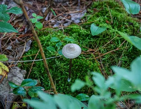 Adirondack Fungi