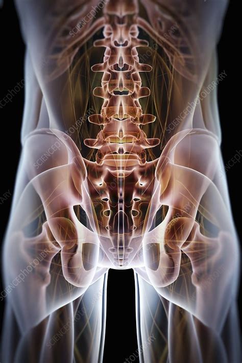 Anatomy Of The Hip Bones Artwork Stock Image C0204565 Science