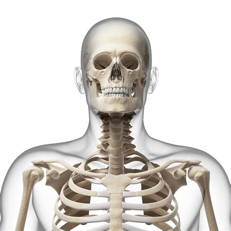 Human Skull And Neck Bones Photograph By Sebastian Kaulitzki