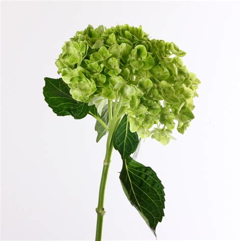 Green Emerald Hydrangea Kittelberger Wholesale Florist Webster