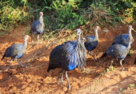 Vulturine Guinea Fowl Facts Uses Pictures Origins And Characteristics